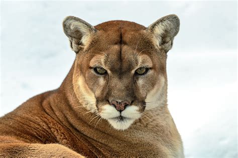 what does a puma look like.